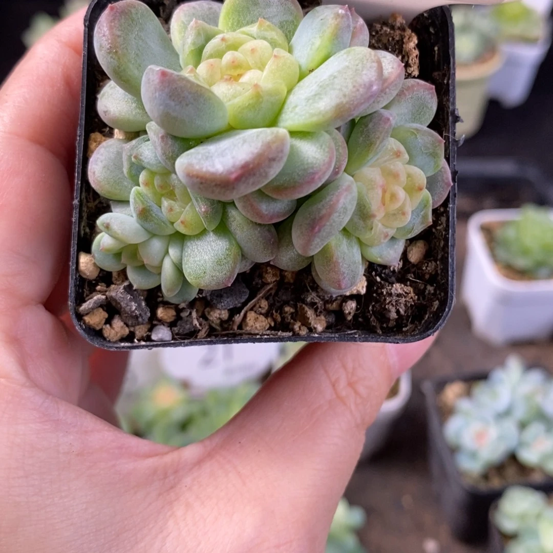 秃子甜心四头群24号