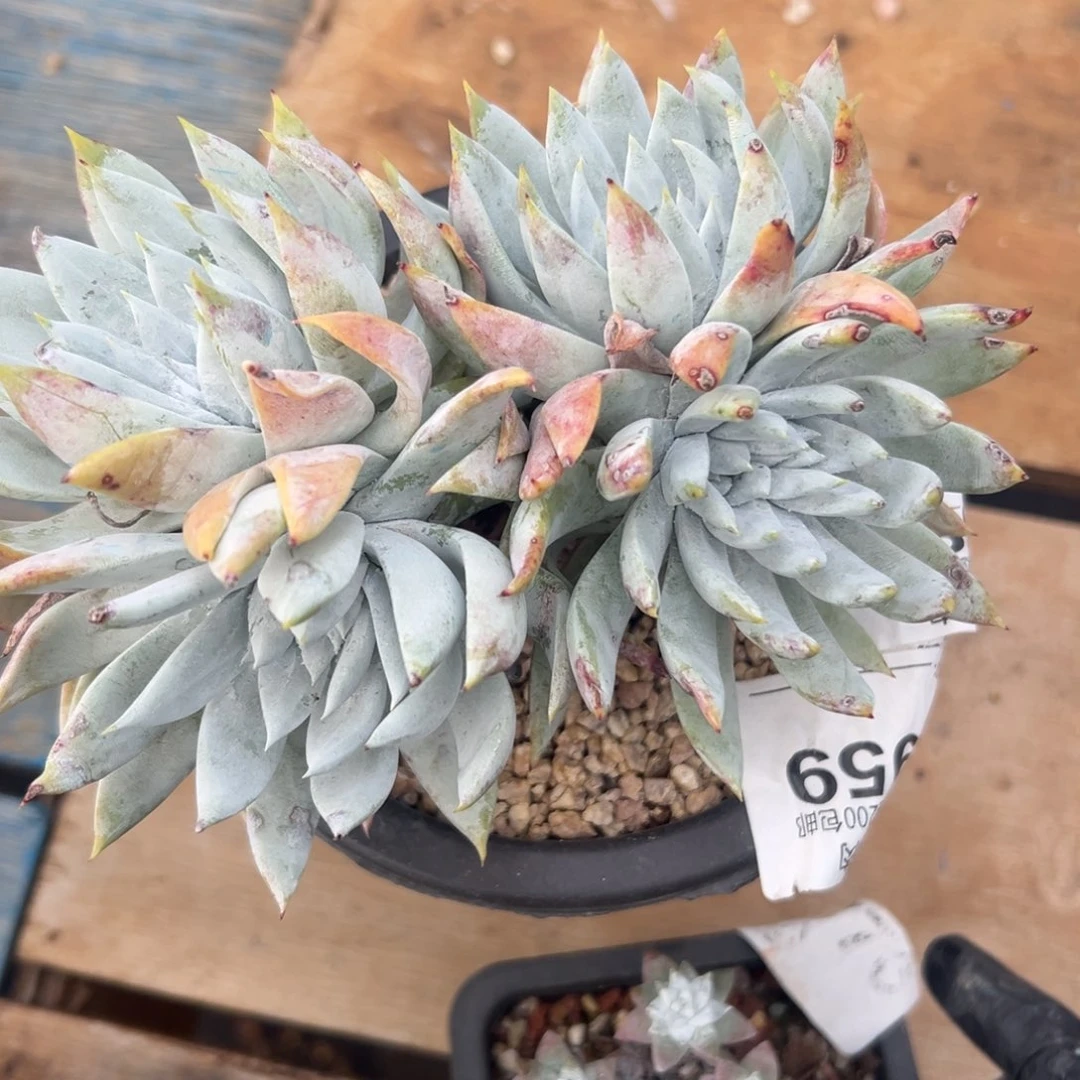 雪山苹果叶～一物一拍959