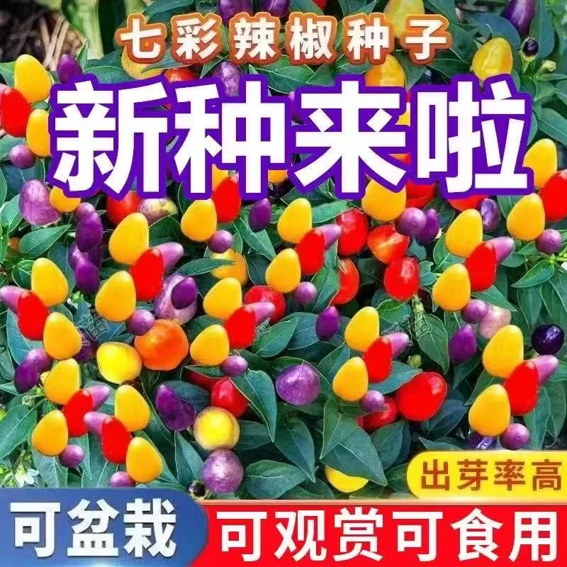 B31七彩椒种子可食用可观赏 阳台盆栽蔬菜种子
