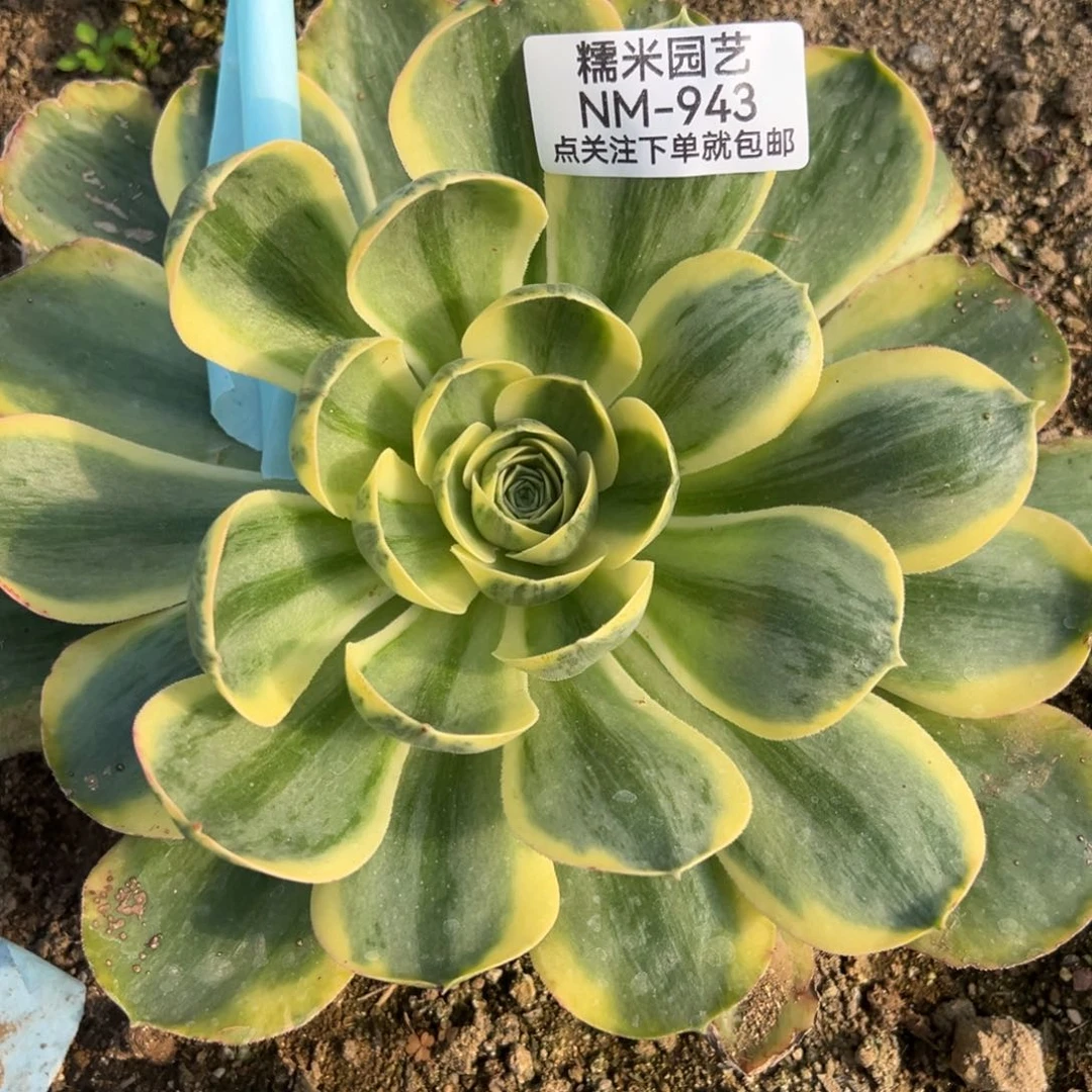 香炉盘锦多肉植物943