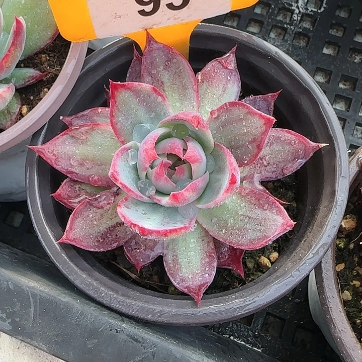 番***蛋93 惊鸿仙子多肉植物6-9cm