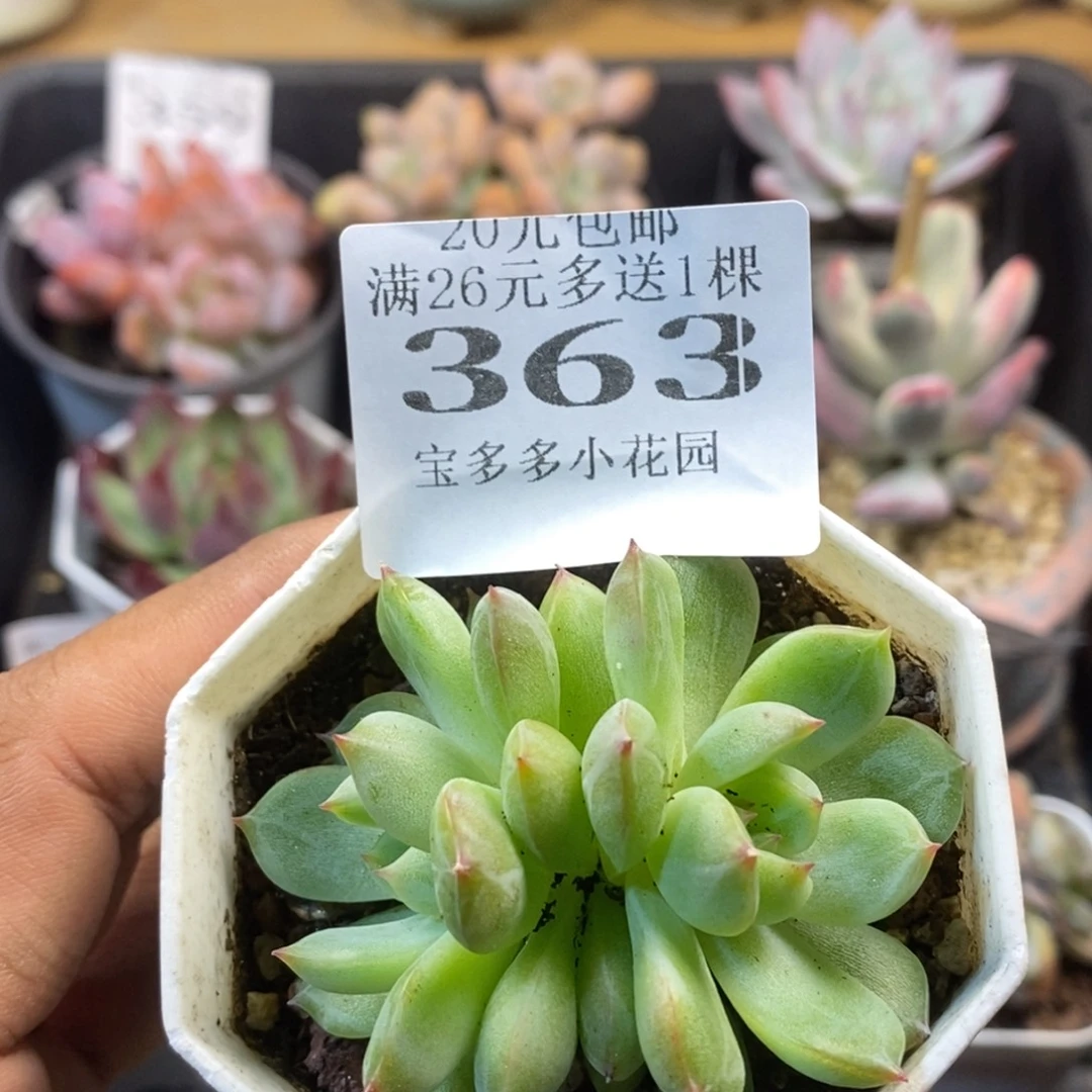 双头雪花珍妮一物一拍满20元包邮满26送一颗
