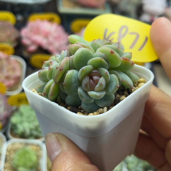 独家芙汐珍妮群4971