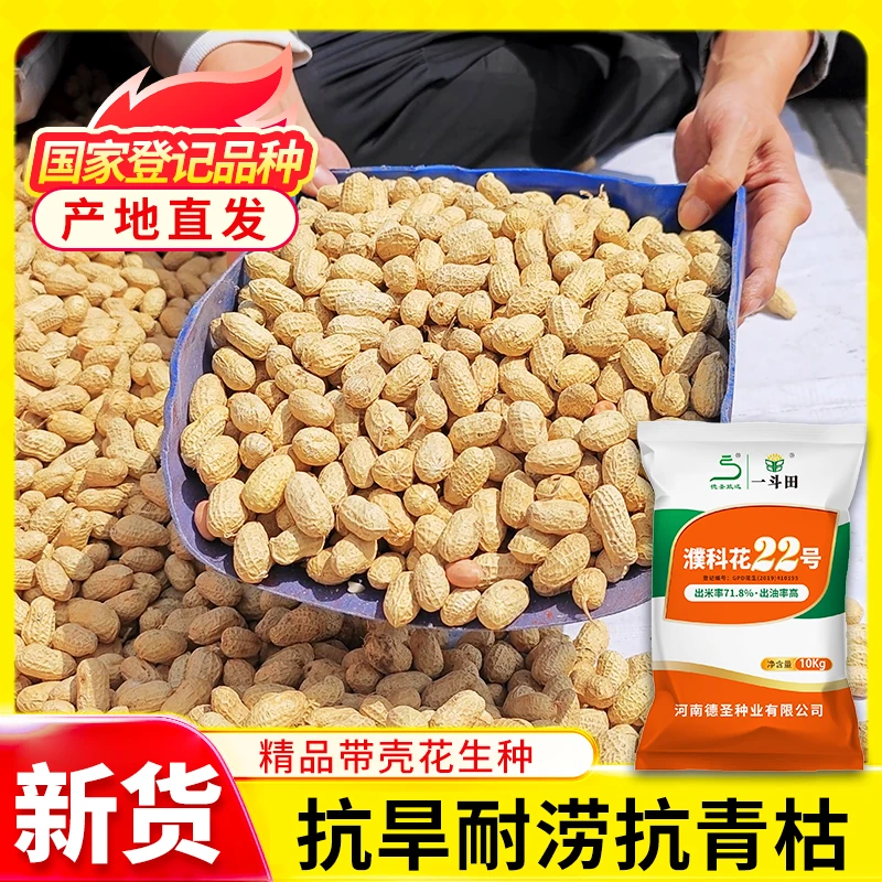 濮科花22号高产花生种子批发厂家直销 薄皮品种出米率高抗旱耐涝