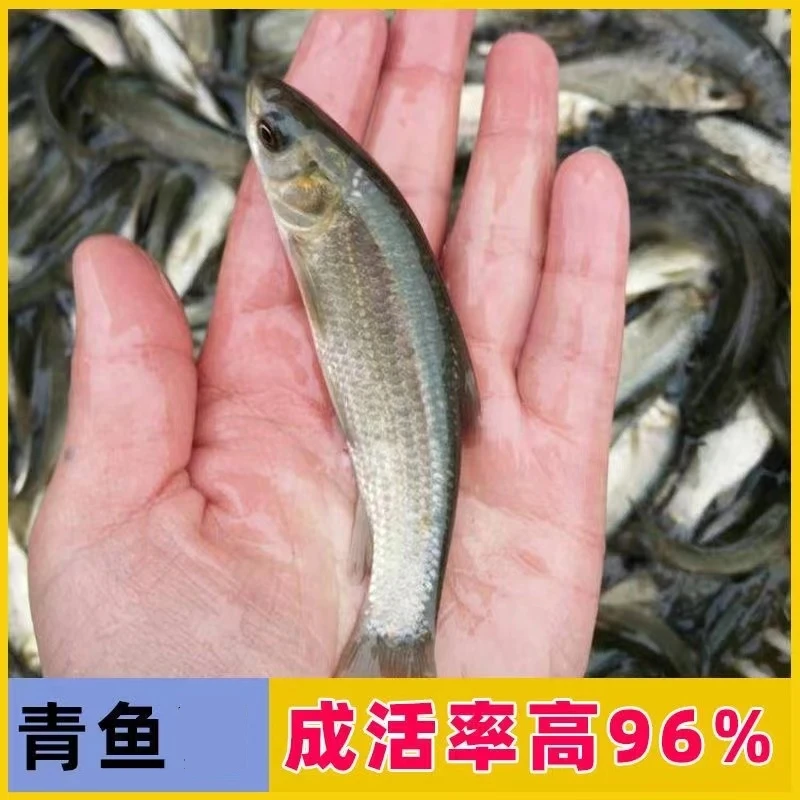 青鱼黑草鱼螺丝青黑鲩鱼乌青鱼活体淡水大尺寸