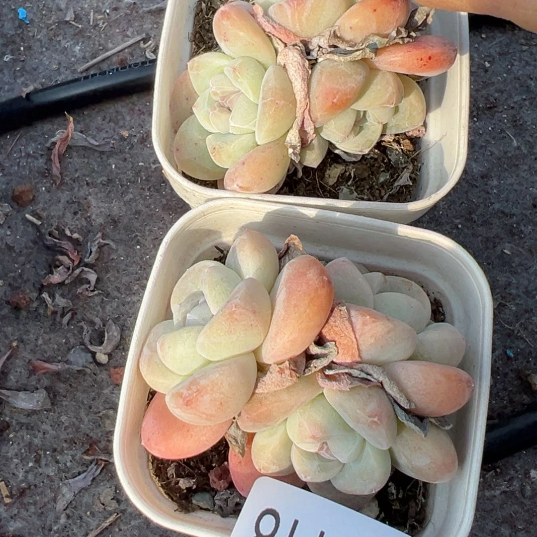 一****儿小卡拉米糖心一物一拍4-118