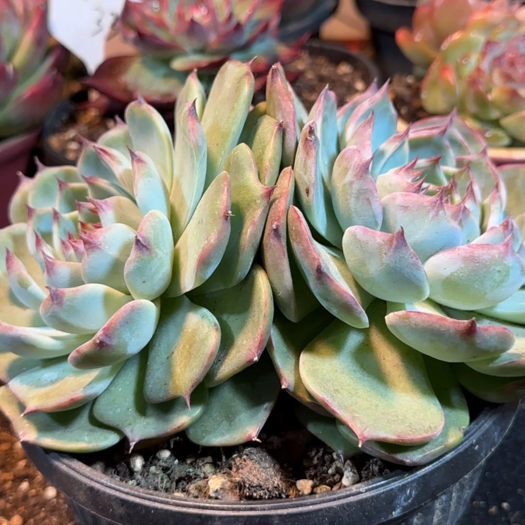 娃娃惊鸿一物一拍包装收缩花旱