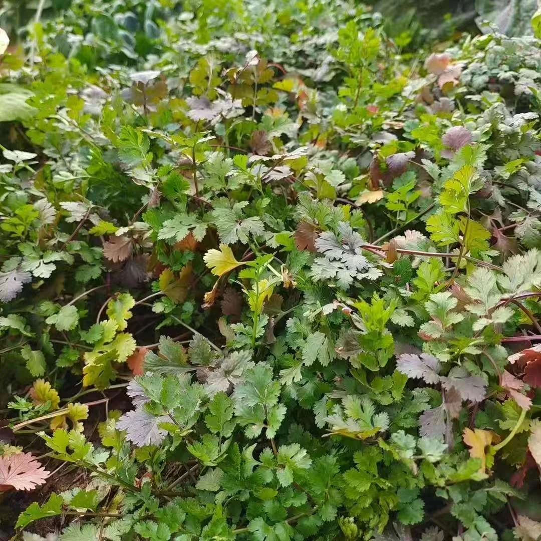 湖南麻阳本地露天种植老品种趴地香菜凉拌配菜新鲜蔬菜应季蔬菜