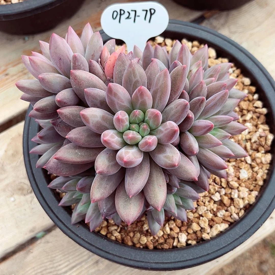 0927-79红蜻蜓群。。