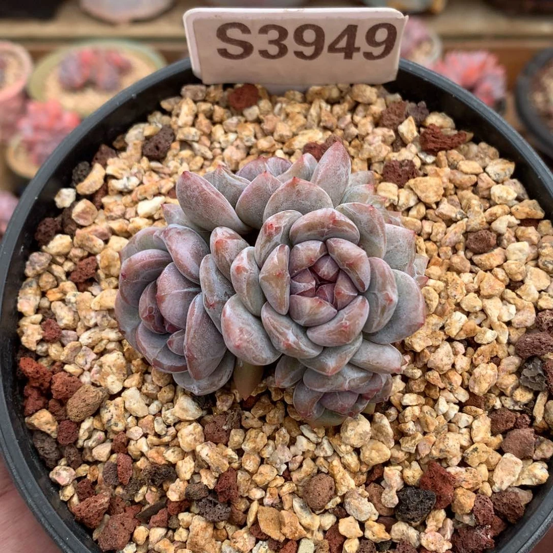 C***没S3949 玫瑰花脸星影老桩 7cm
