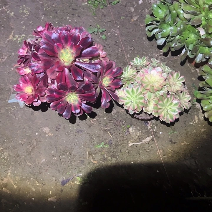 不包侧枝一物一拍29