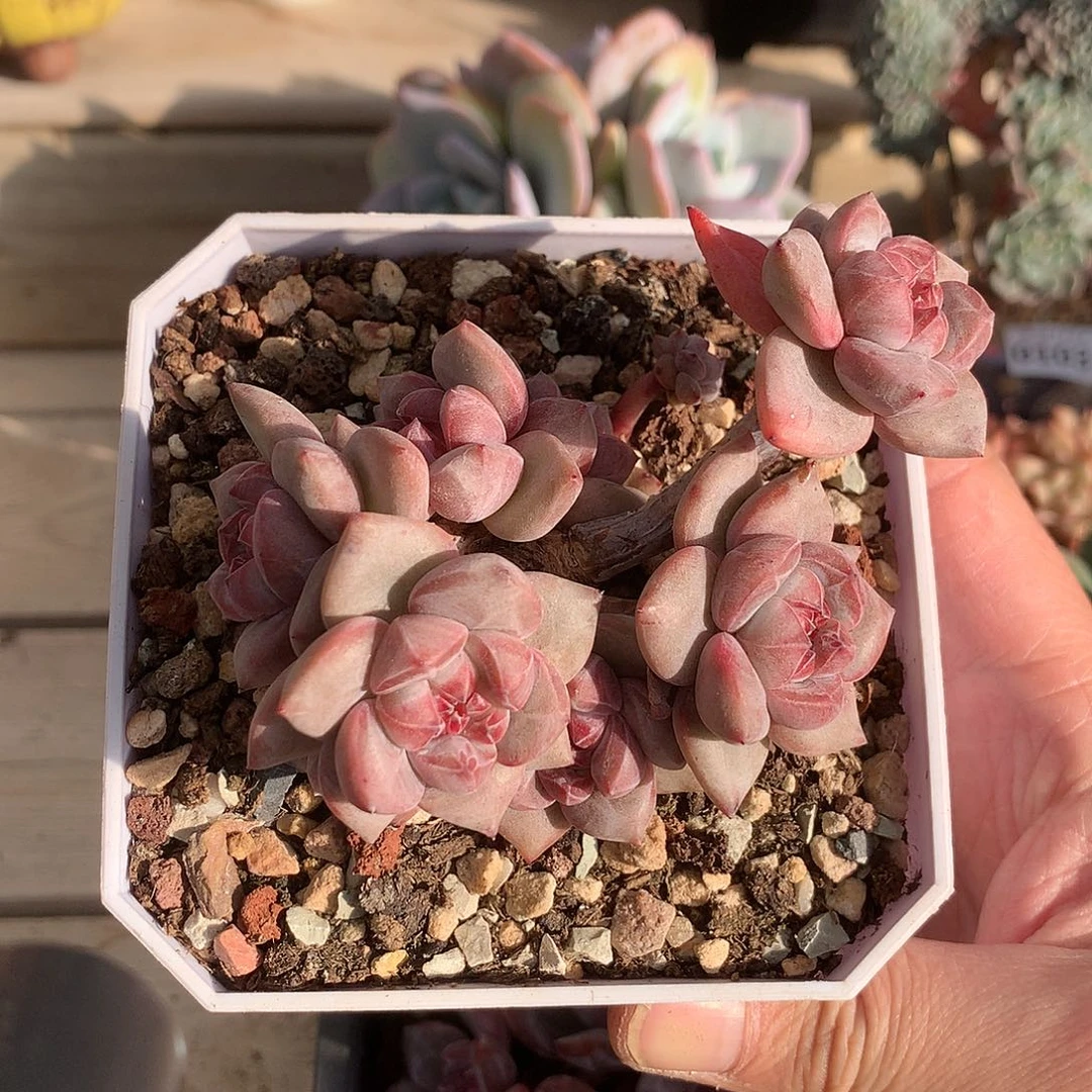 0056石榴籽星影摘心群9头9.5厘米