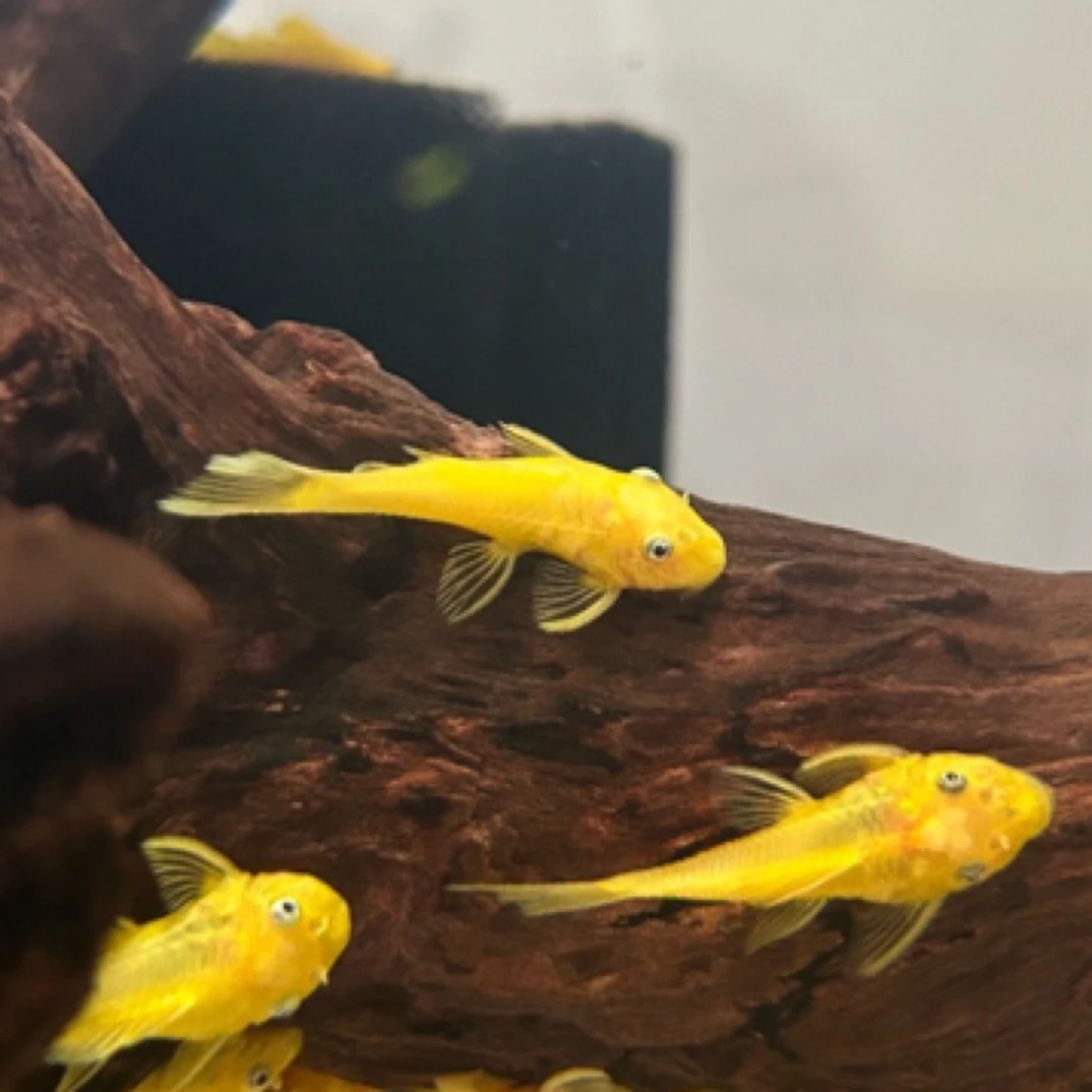 【顺丰包邮入缸不售后】热带鱼观赏鱼黄金胡子鱼除藻工具小型热带鱼
