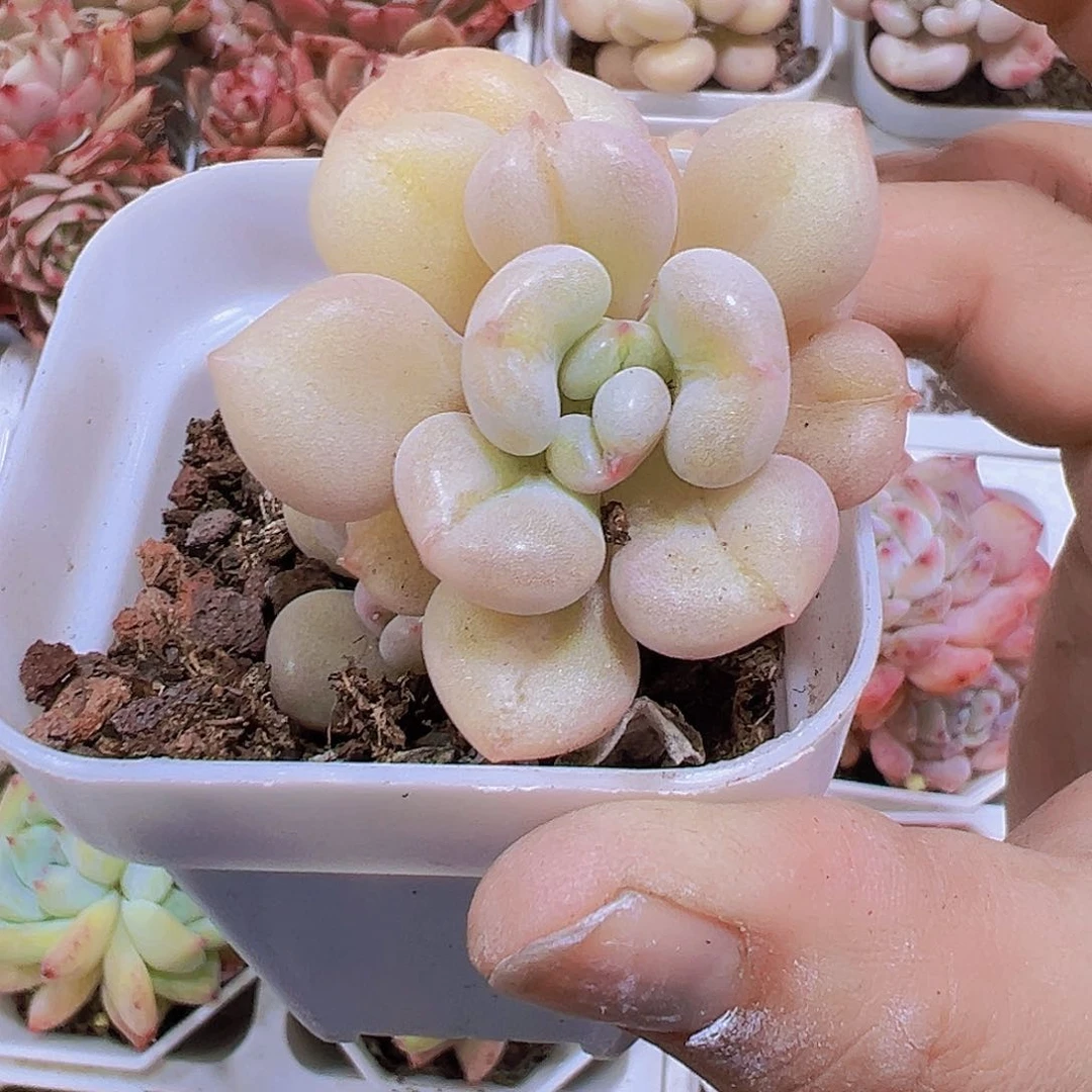 比尔盖茨19包邮多肉