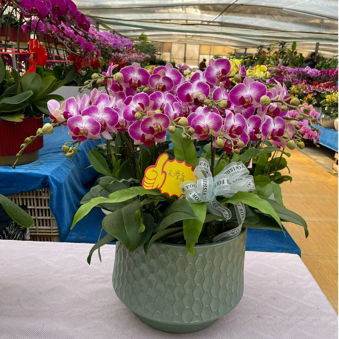 年宵花 蝴蝶兰精品天堂鸟带花带苞好看易养盆栽装饰花室内绿植10颗