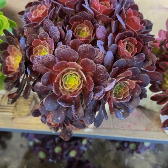 荷兰玫瑰10.99加急发明天早上