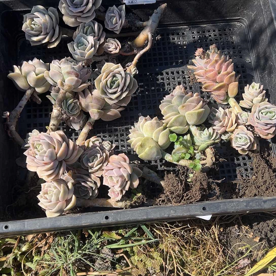 夏*692不售后5颗