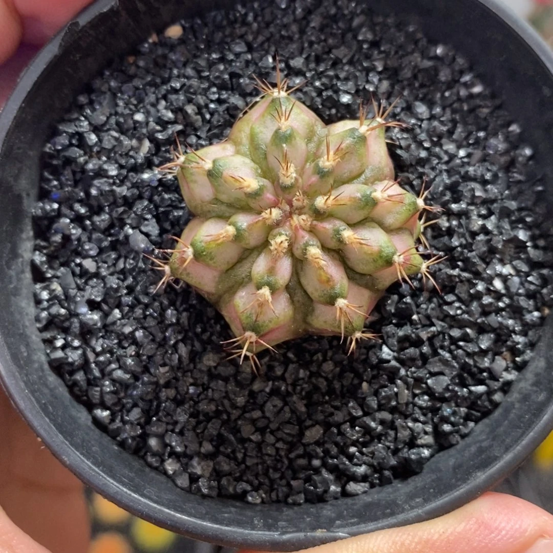 龟甲海神—脱土发货5