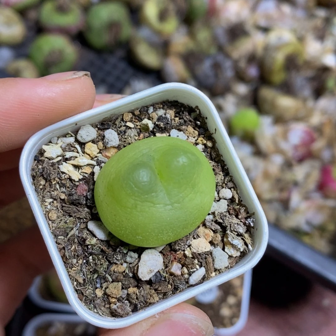 文*样拉登2.4cm多肉多肉多肉