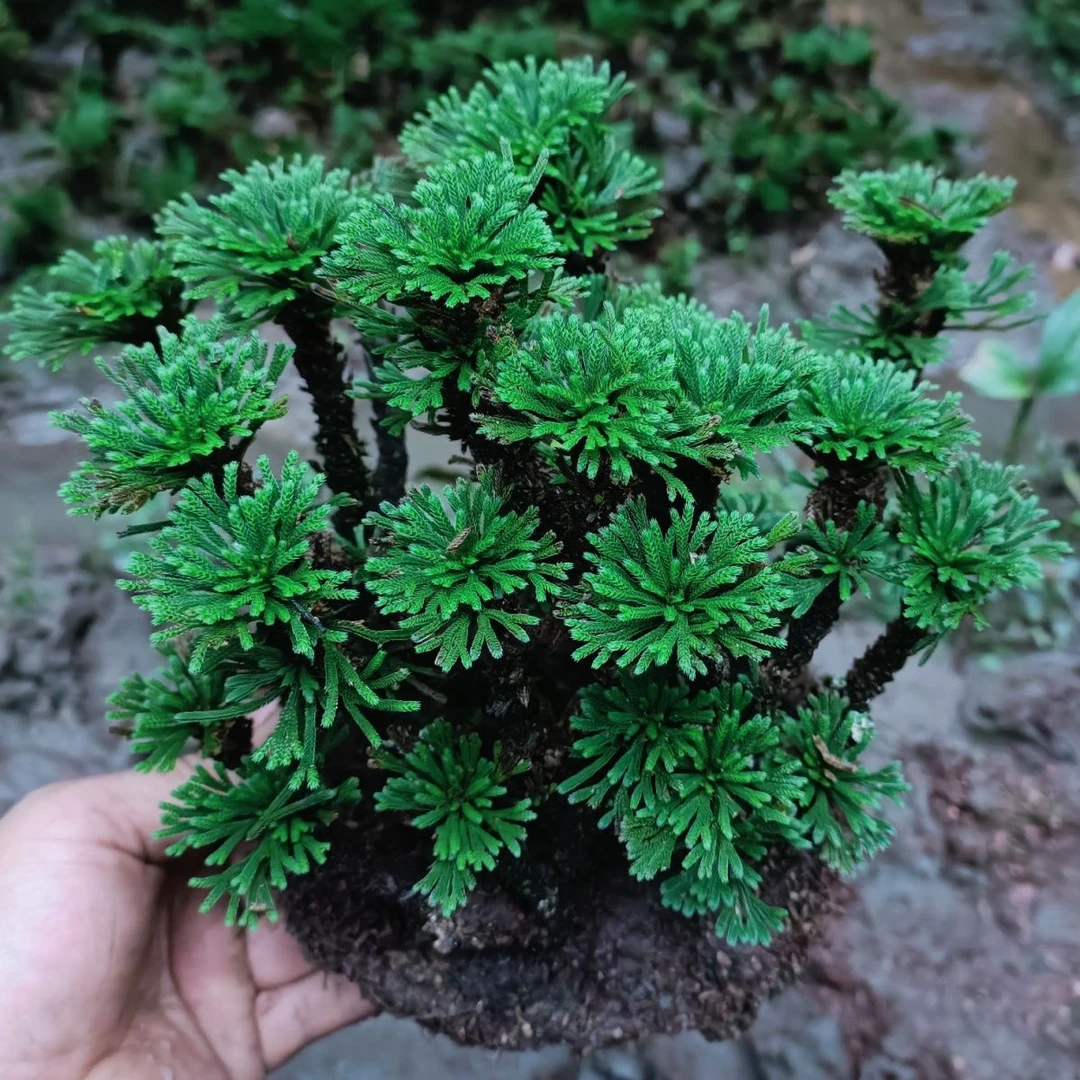 卷柏九死还魂草室内外造景花卉绿植