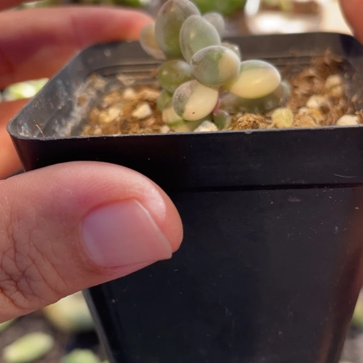 339红手指白锦啊啊啊啊