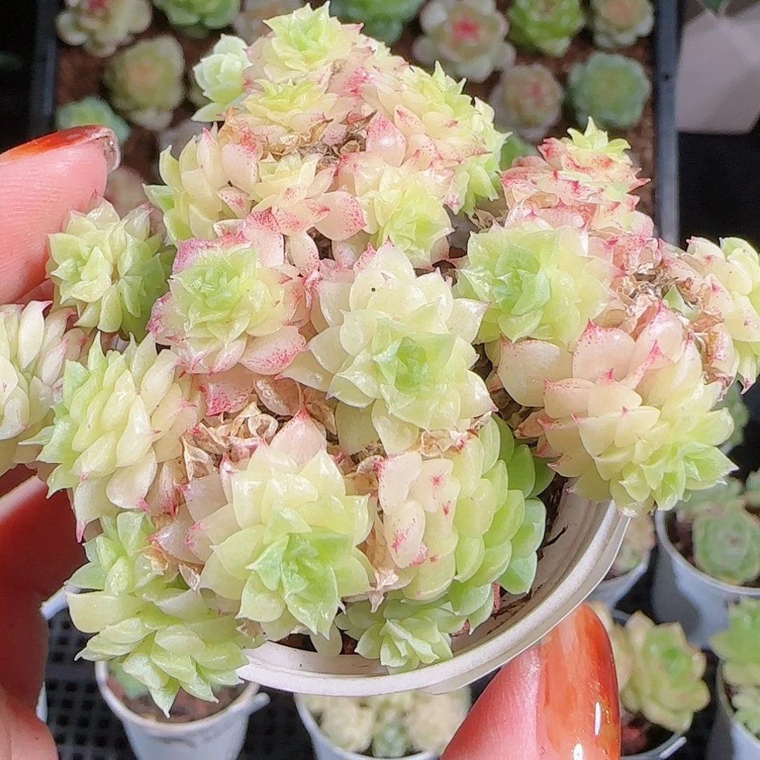 1013–-229麦秆优选不包整