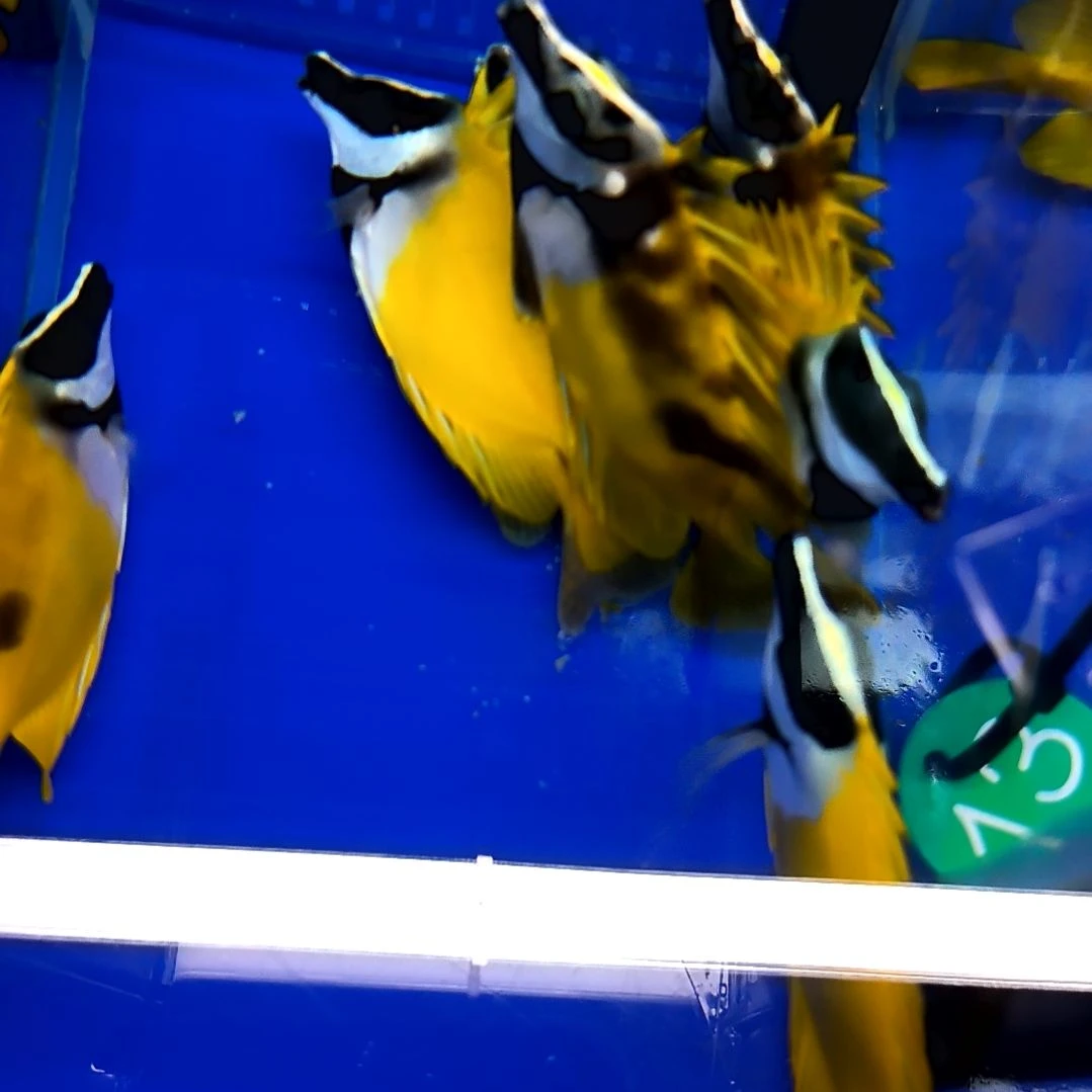 海水鱼黄狐狸9-11/1-4-25