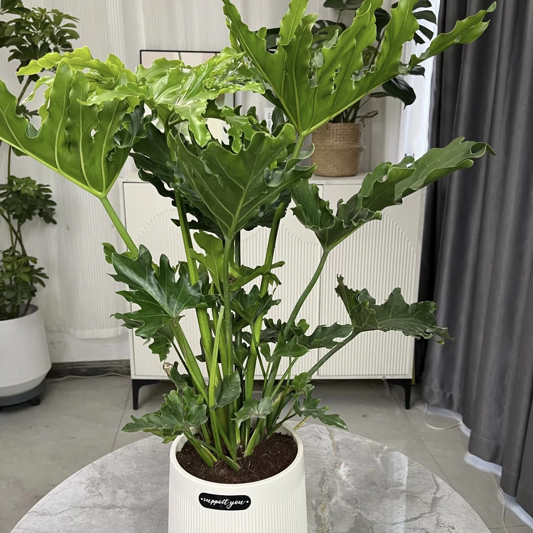 【春羽】  室内绿植土培水培好养易活净化空气四季常青盆栽