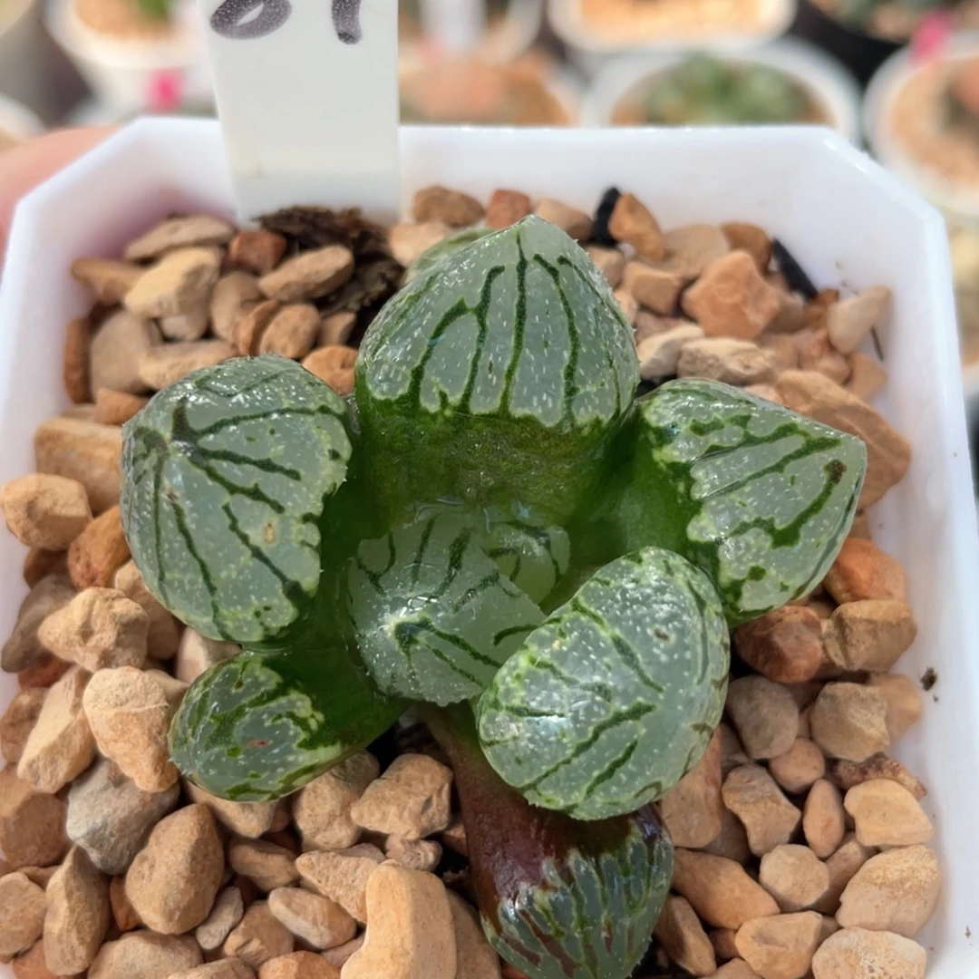 87月光宝盒。