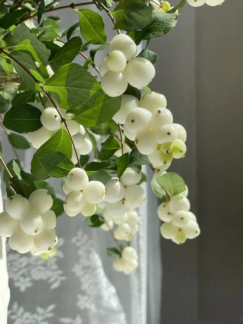 AAA级雪果仙气可爱超长花期