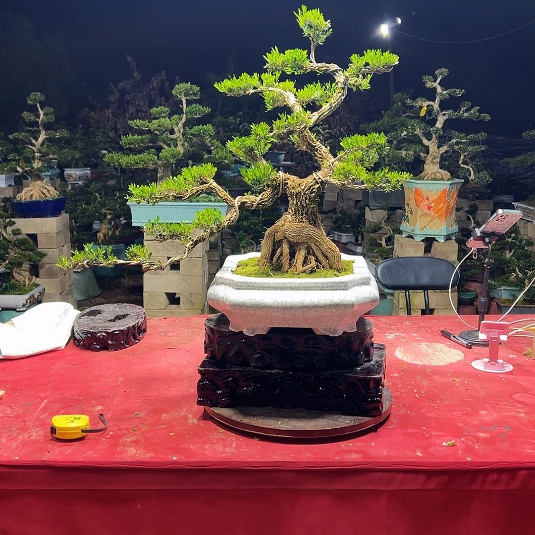 西***客当前无花朵，栽培后可花朵