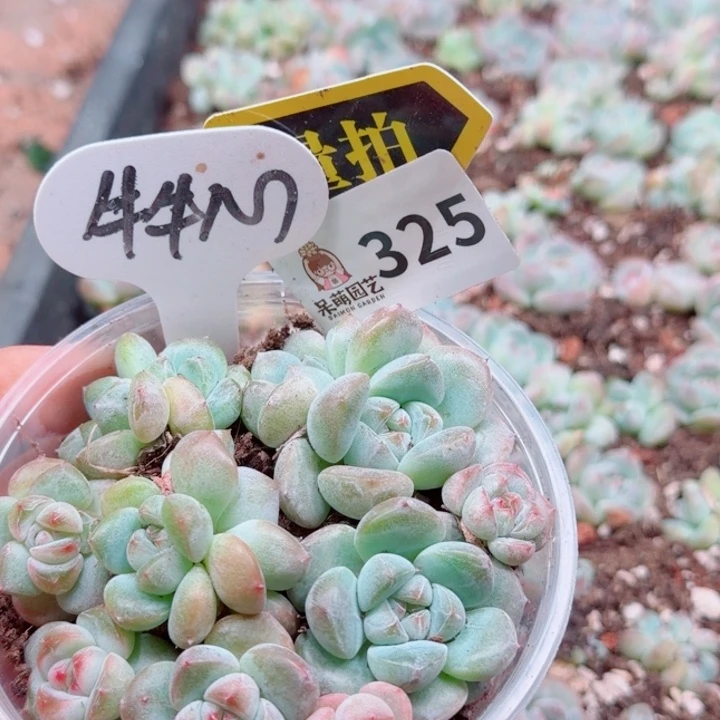 多肉植物多肉植物