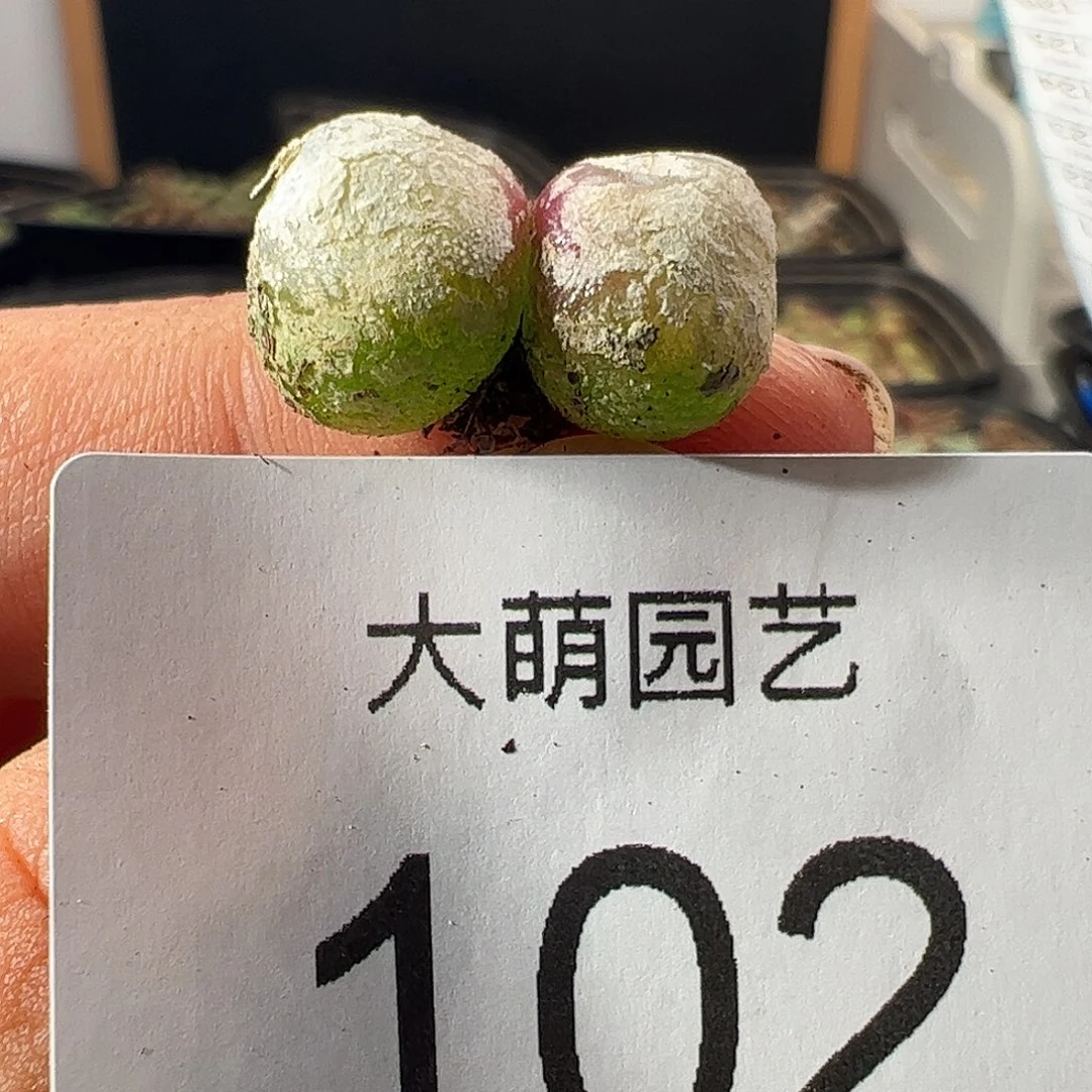 一物一拍。        。  102