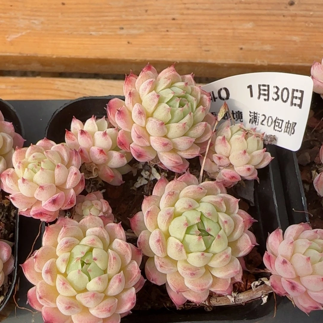 花语逸镜0130-340