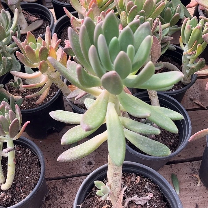 金厂2颗9.99多肉植物精品单头