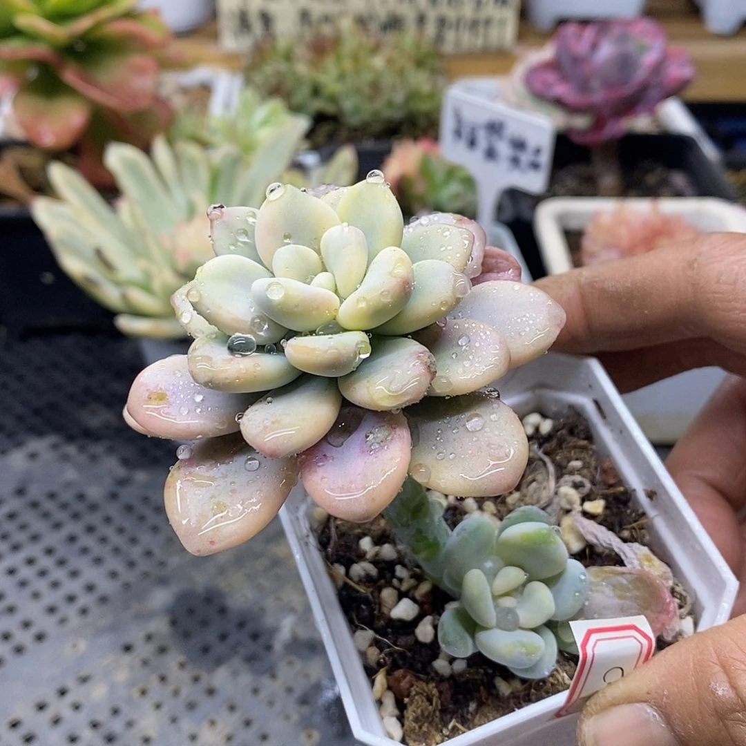 2690 洛神宽覆轮锦 需延时发货