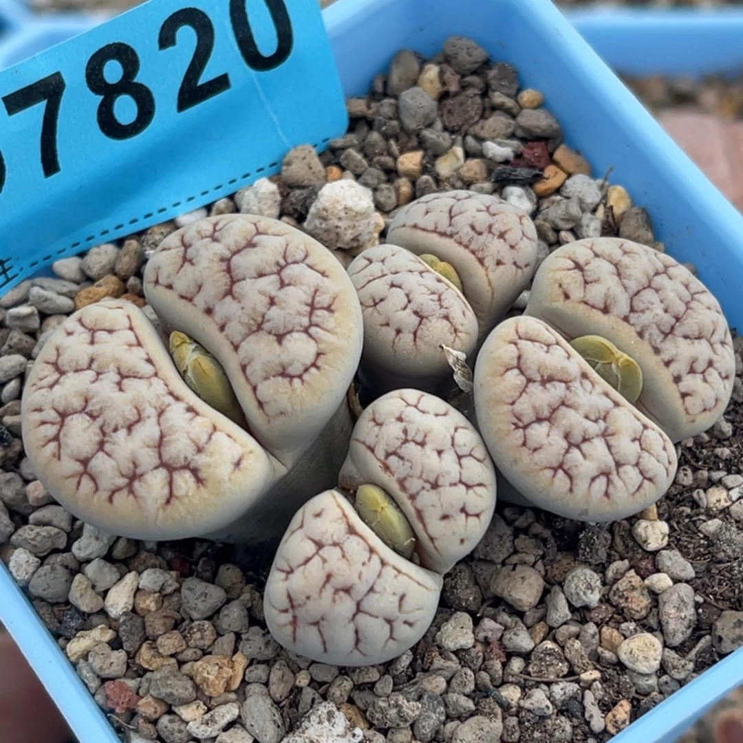 7820四头荒群一颗