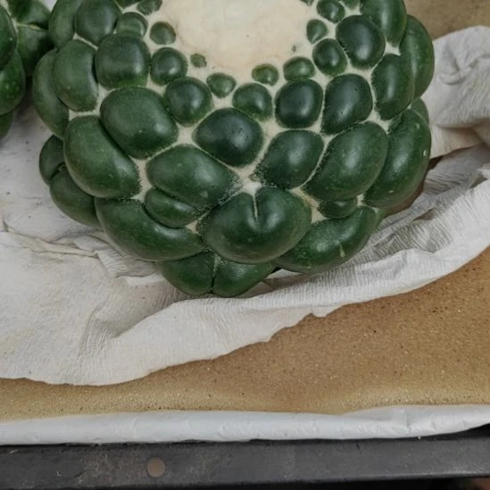 华***姐无刺象牙自根脱盆发货