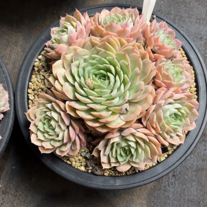 多肉植物，昂斯若141号