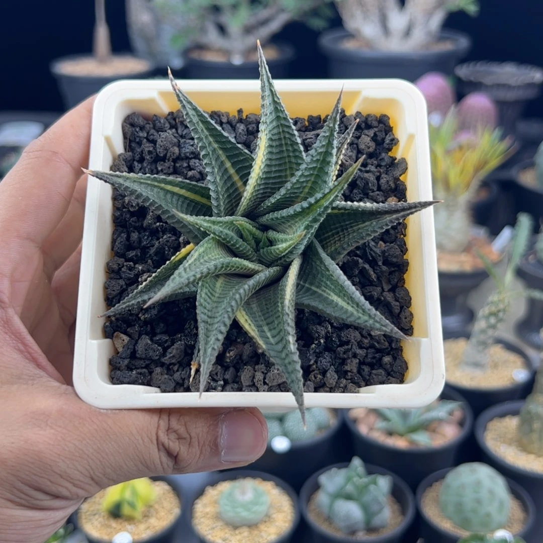 琉璃殿9一物一拍，，，
