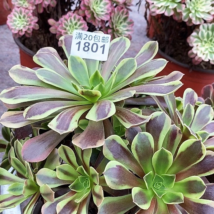 1801 一颗法师多肉