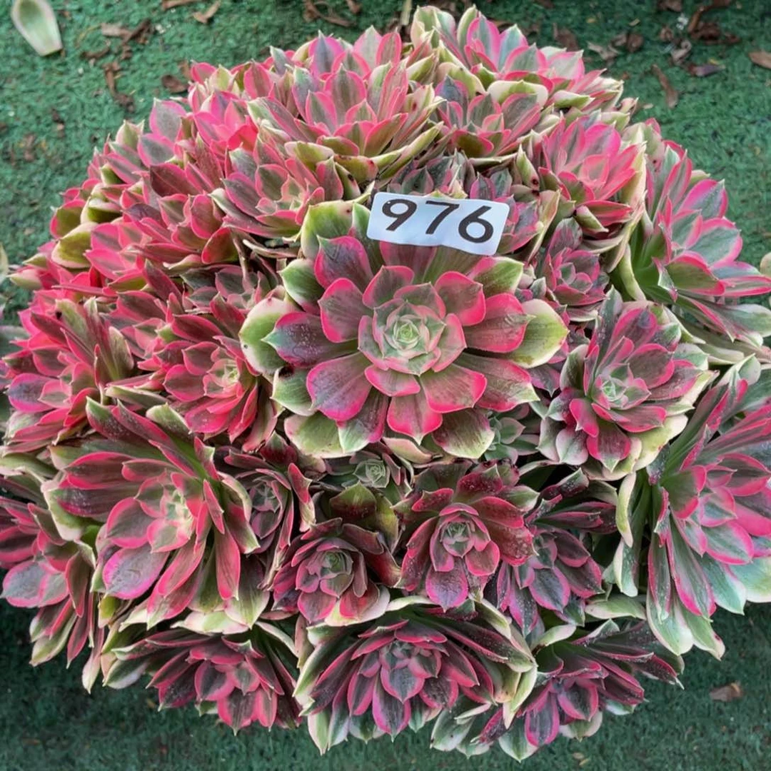 976男神精品法师老桩