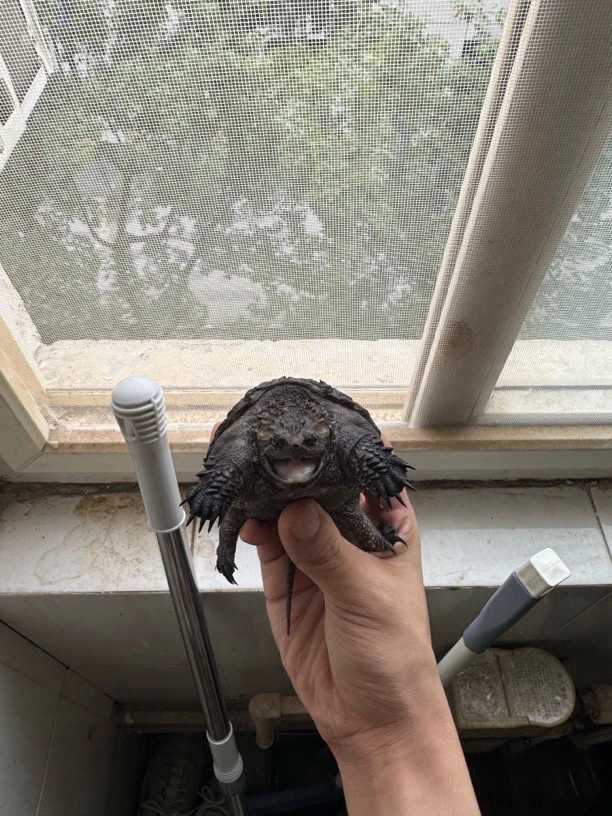 精品纯佛 佛鳄龟 观赏龟人工养殖 直播链接 到货需拍开箱视频