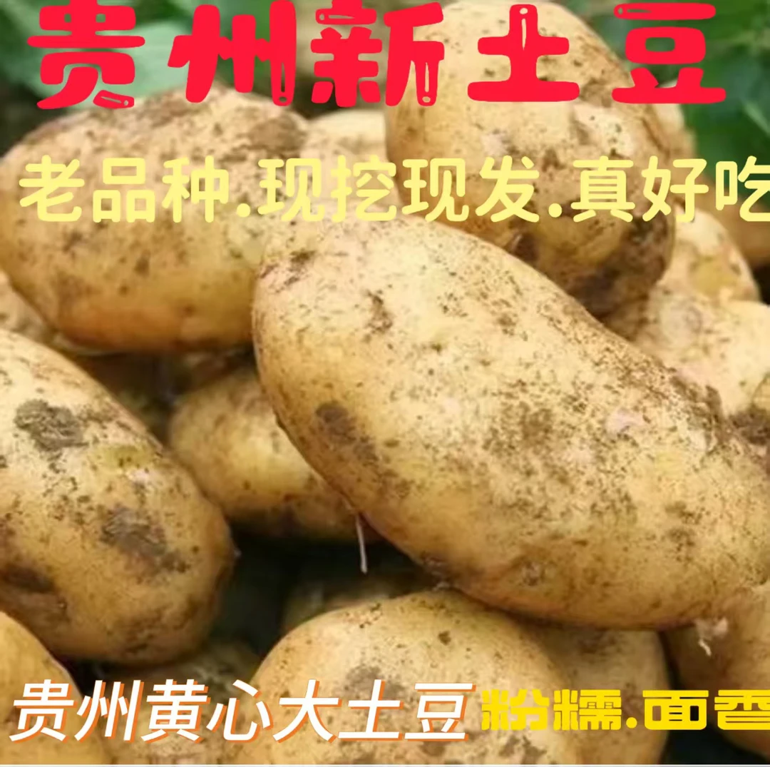 2025贵州黄皮黄心土豆洋芋马铃薯