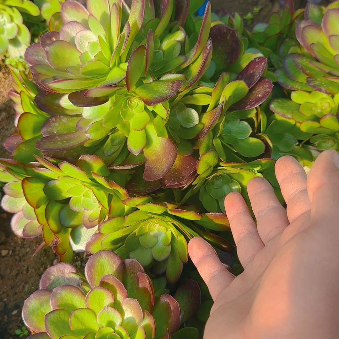 流**叶1120雨荷多肉哦哦哦