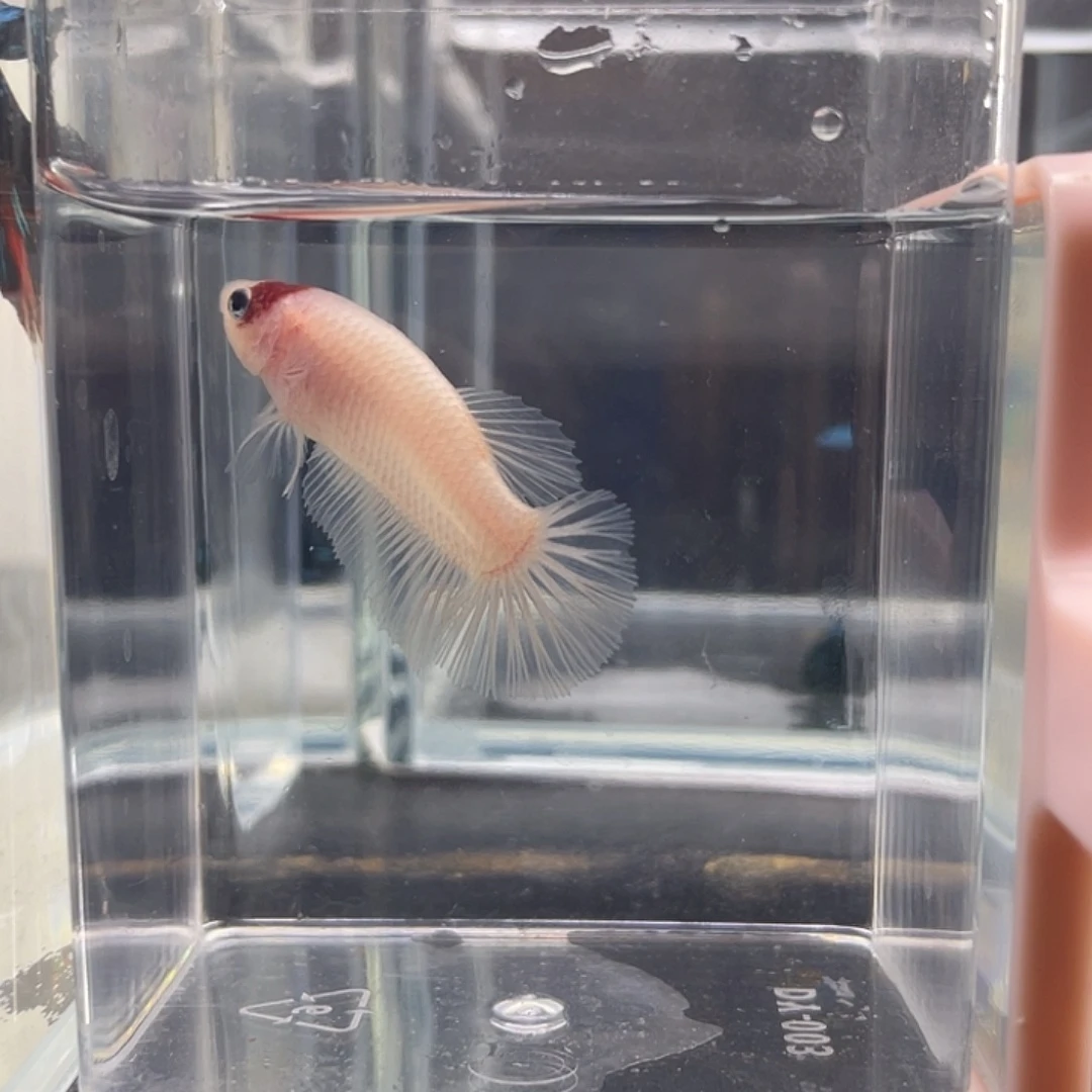 斗鱼可博泰斗092743