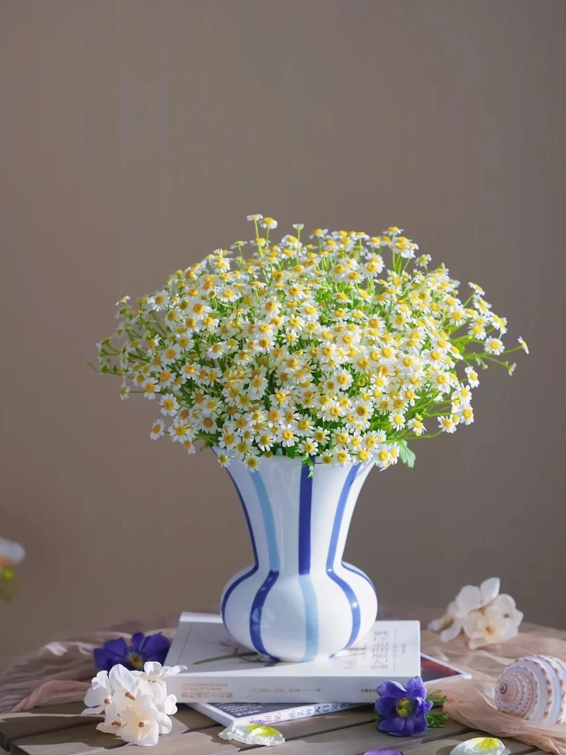 【洋甘菊】云南昆明鲜花基地优质家养鲜切花