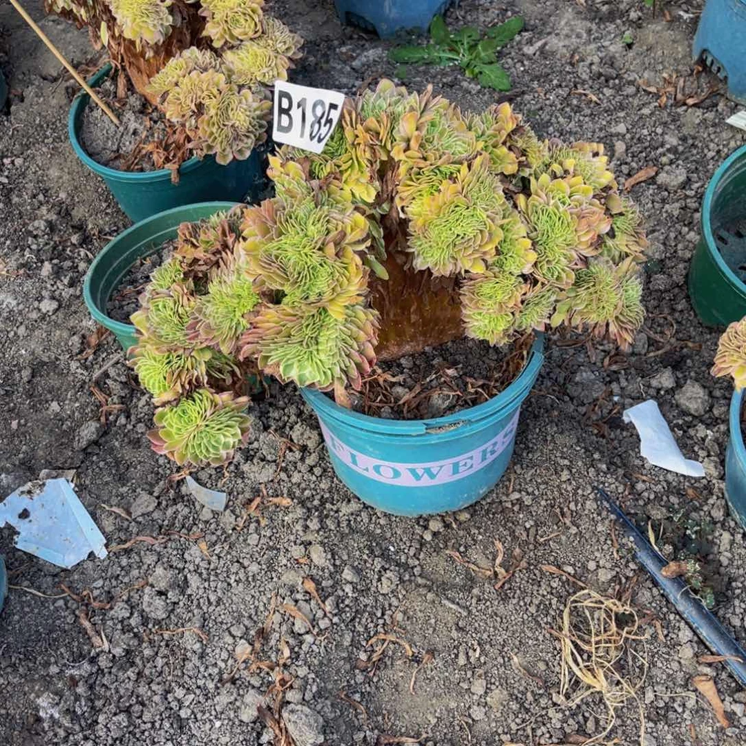 海王法师16/-8包邮