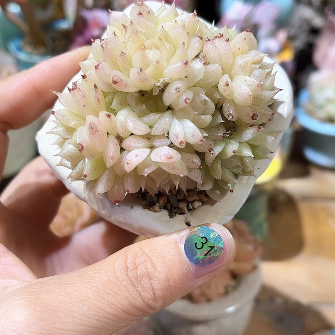 31 多肉含盆土30元包邮除偏远