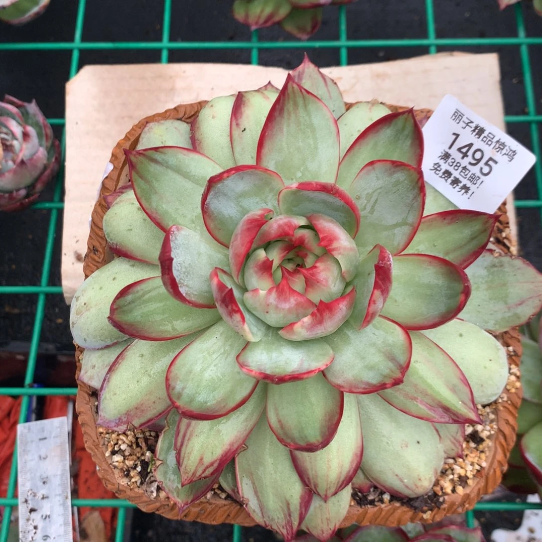 1495号多肉植物惊鸿18